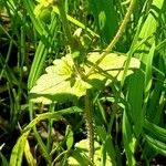 Veronica arvensis Leaf