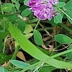 Trifolium burchellianum Flors
