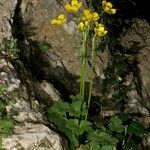 Ranunculus spicatus Celota