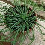 Euphorbia flanaganii Leaf