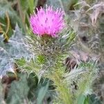 Carduus pycnocephalus Flower