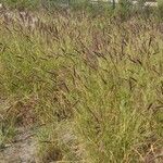 Pennisetum polystachion 整株植物