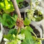 Hibiscus radiatus Frukt