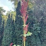 Rheum palmatum Blüte