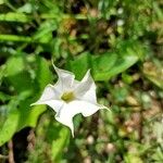 Datura stramonium Floare
