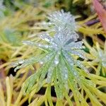 Euphorbia cyparissias Blad