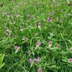 Gomphrena globosaFlower