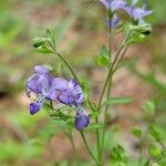 Trichostema dichotomum 花