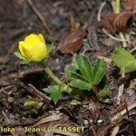 Potentilla brauneana Vekstform