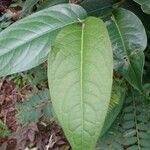 Piper arboreum Leaf