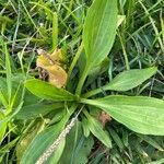 Plantago rugeliiপাতা