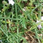 Verbena officinalis Likasa