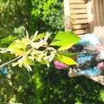 Lonicera maackii Blomst