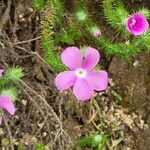 Phlox caespitosa Цвят