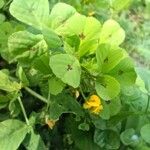 Medicago arabica ഇല