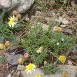 Leucanthemopsis pallida Συνήθη χαρακτηριστικά