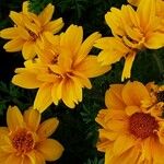 Bidens ferulifolia Virág