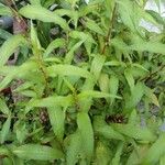 Persicaria hydropiper Blad