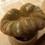 Weberbauerocereus winterianus Corteza