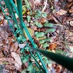 Myriophyllum aquaticum Leaf