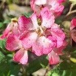 Rosa setigera Flors