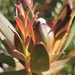 Leucadendron salignum പുഷ്പം