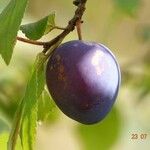 Prunus domestica ഫലം