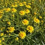 Senecio pterophorus Flower