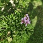 Pelargonium graveolens Çiçek