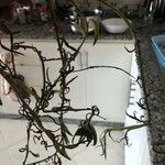 Senecio radicans Hoja