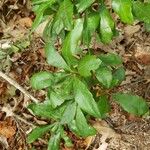 Myrica pensylvanica Leaf