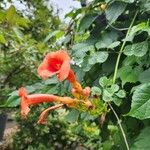 Campsis radicansFlower