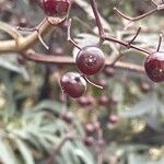 Sambucus canadensis Rhisgl