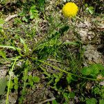 Taraxacum parnassicum Hábito