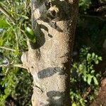 Gardenia ternifolia Bark