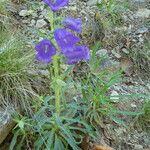 Campanula speciosa Ŝelo