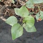 Rumex lunaria Folha