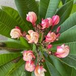 Plumeria rubra Flower