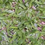 Stenotaphrum secundatum Leaf