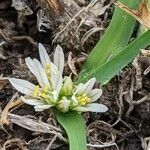 Allium chamaemoly