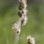 Dactylis glomerata Цветок