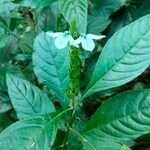 Ecbolium viride Leaf