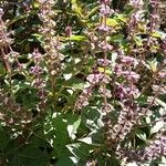 Ocimum basilicum Хабит