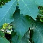 Quercus muehlenbergii Blatt