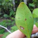 Syzygium arboreum Leaf