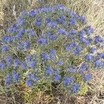 Cardopatium corymbosum Flower