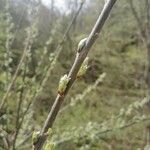 Salix aurita Bark