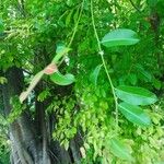 Ficus benghalensis Leaf