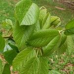 Handroanthus ochraceus Leaf