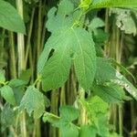 Ambrosia trifida Leaf